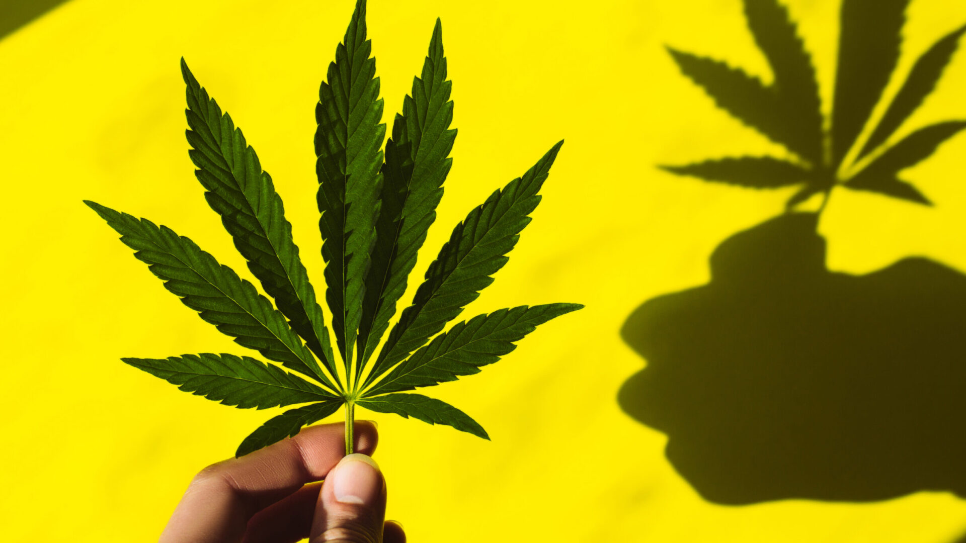 Have You Ever Wondered What ‘420’ Actually Means?