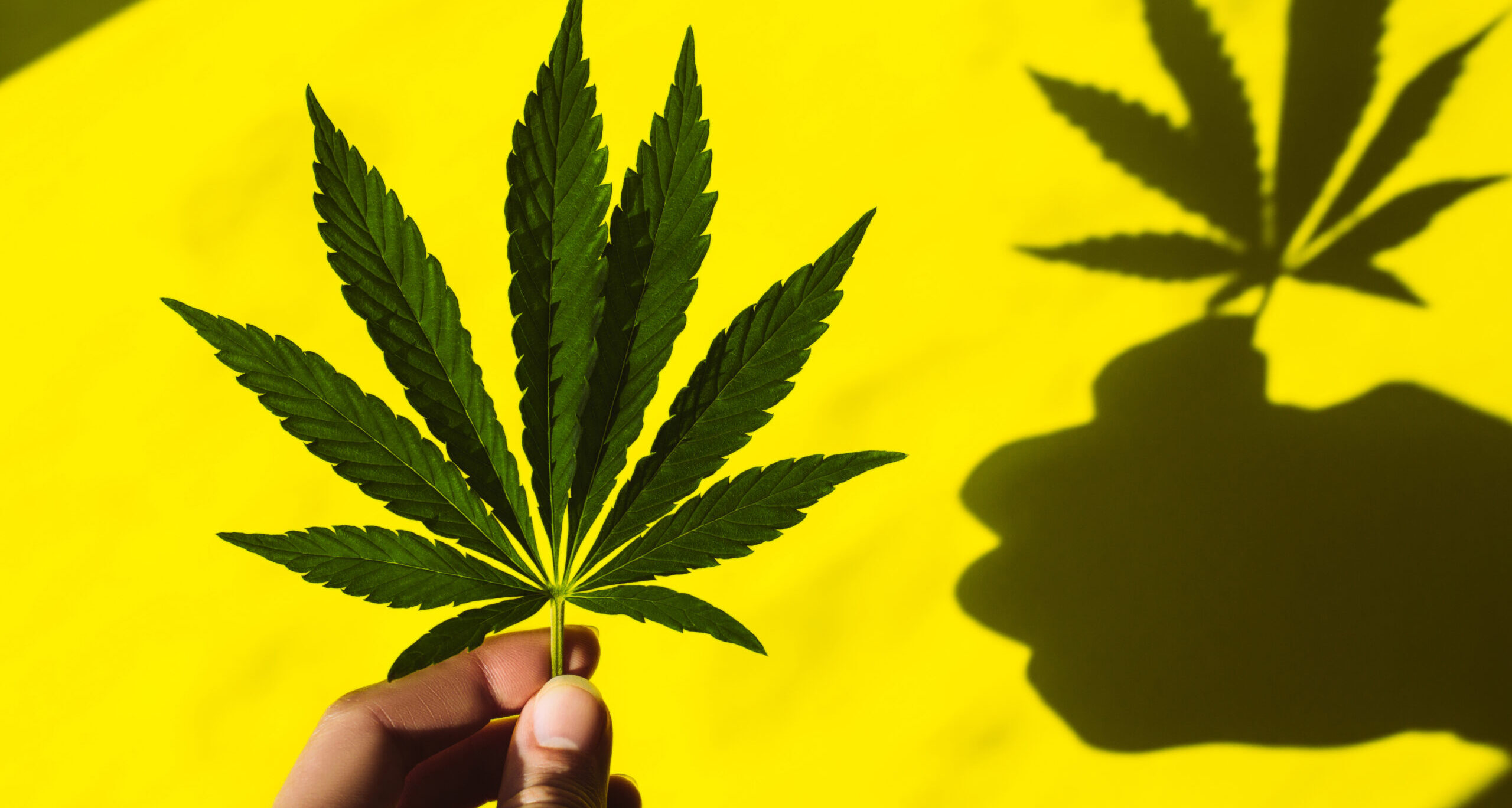 Have You Ever Wondered What ‘420’ Actually Means?